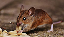 24 Hour & Emergency Exterminators in Soldier Grove, WI
